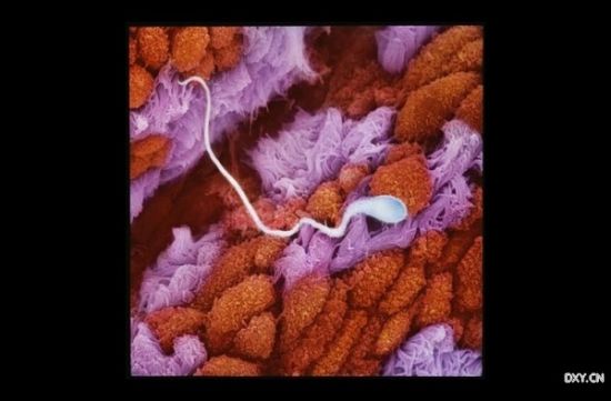 һ�����������ѹ�ճĤ��������ǰ����