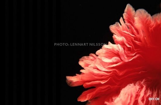 �����ѹ�ɡ��(�ų������ӱ���ɡ���񣬲�ʹ��������ѹ���