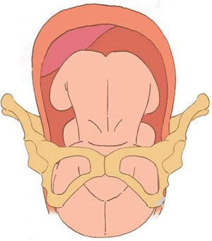 ̥��ͷ���ȳ�����