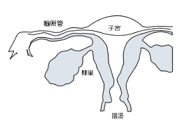 分娩前后生殖器的变化