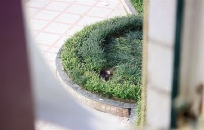 从楼上住户家中看到坠亡女子躺在花坛中 从楼上住户家中看到坠亡女子躺在花坛中